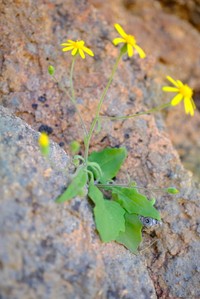 Senecio hermannii
