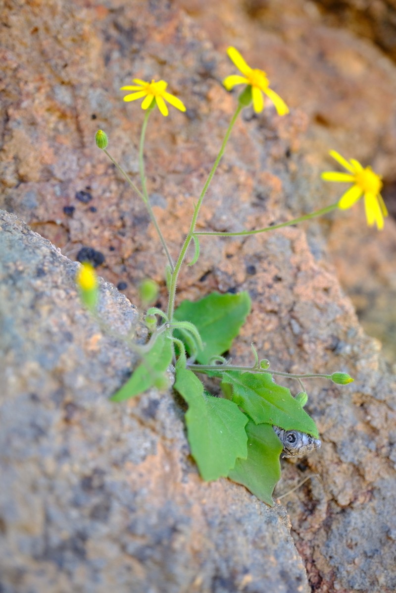 Senecio hermannii