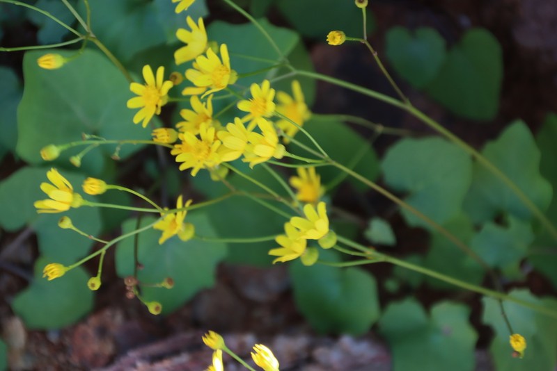 Senecio hermannii photo 2