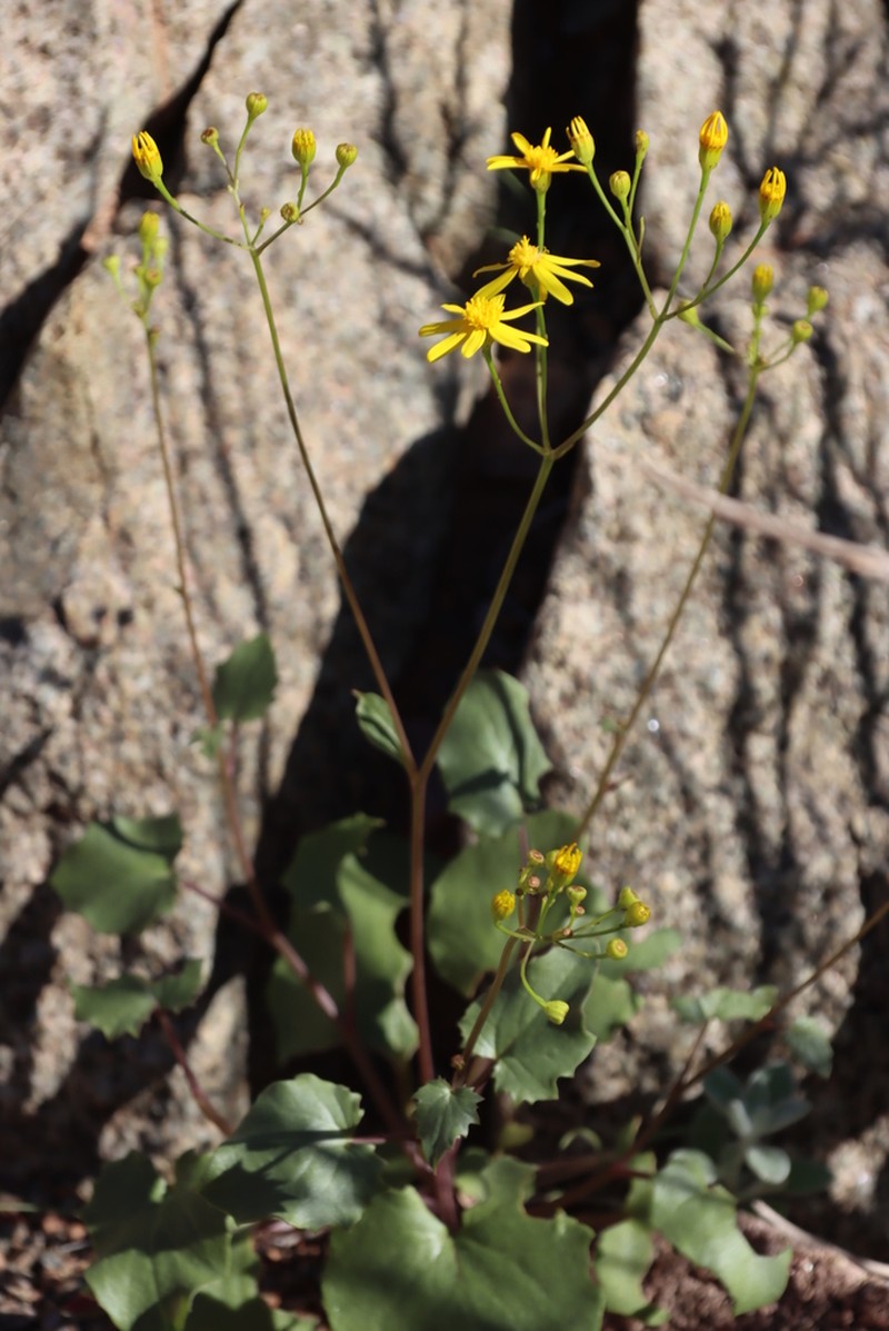Senecio hermannii photo 3