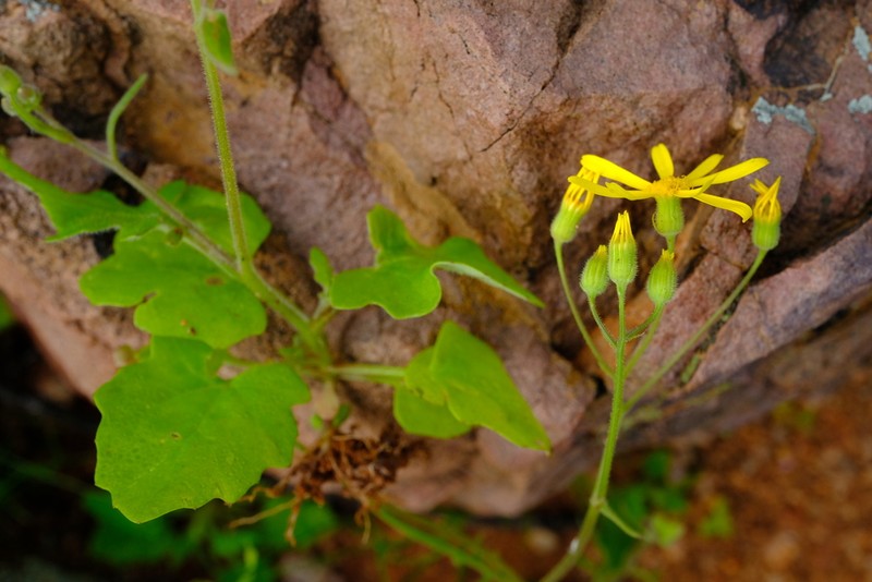 Senecio hermannii photo 4