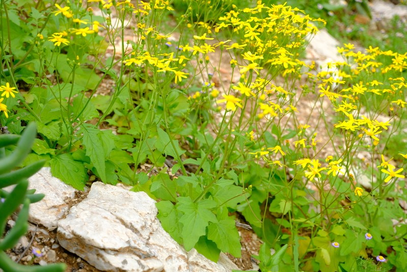Senecio hermannii photo 5