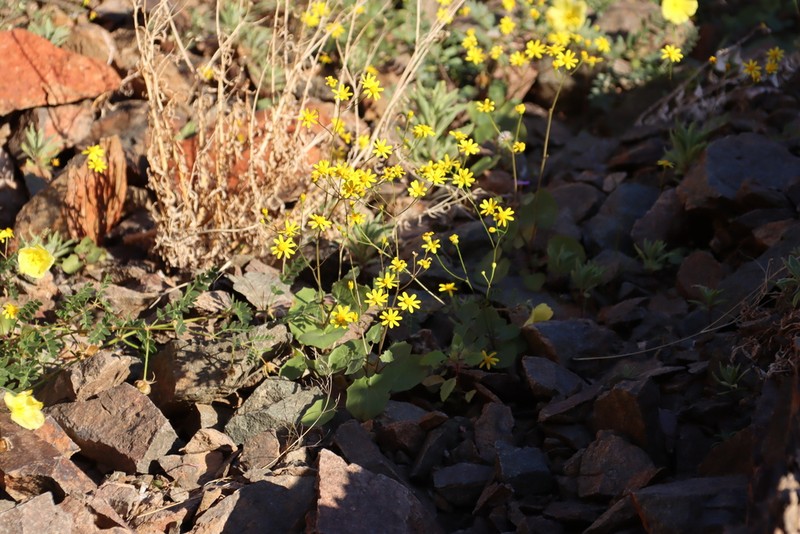 Senecio hermannii photo 6