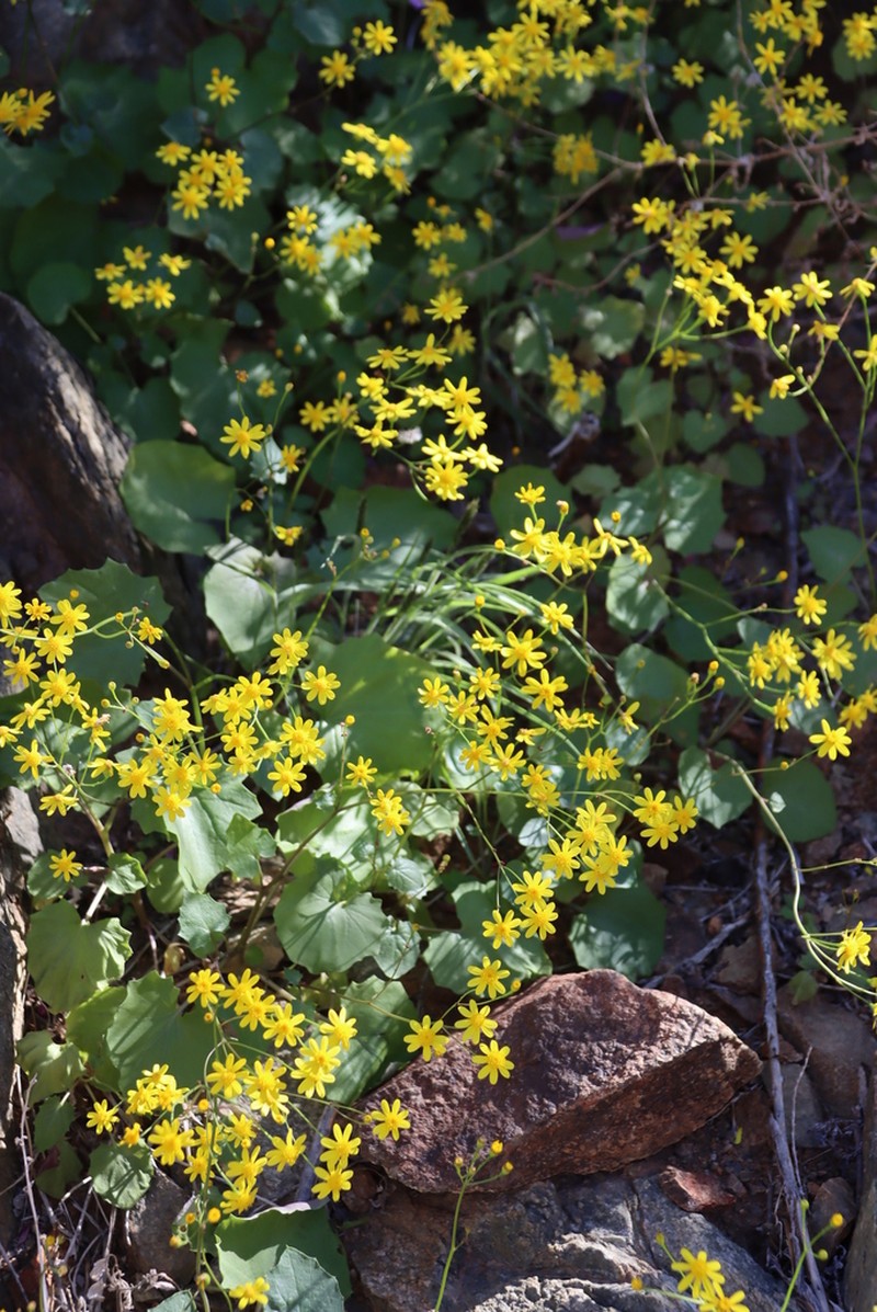 Senecio hermannii photo 7