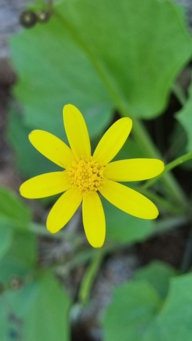 Senecio hermannii photo 8