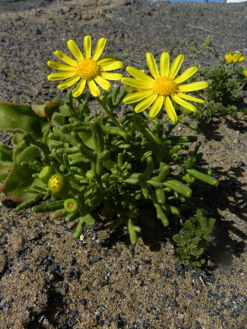 Senecio hesperidum