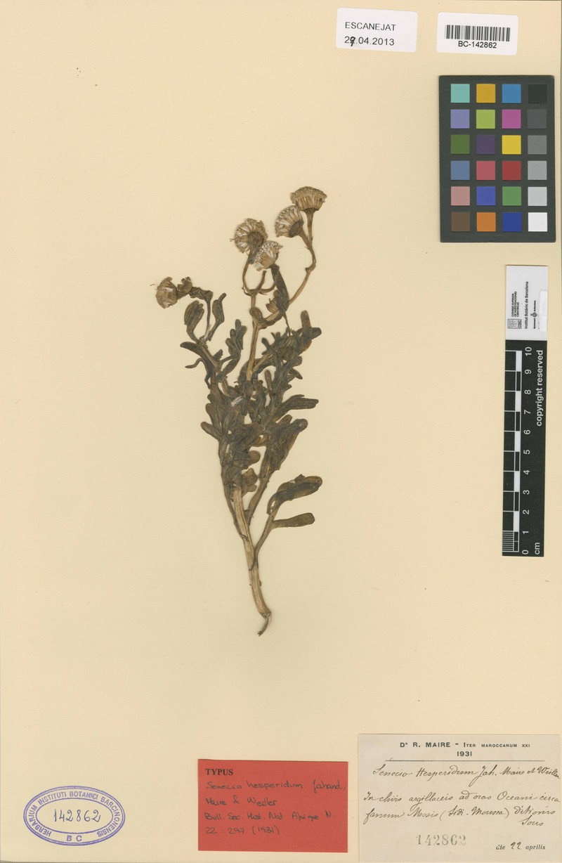 Senecio hesperidum photo 3