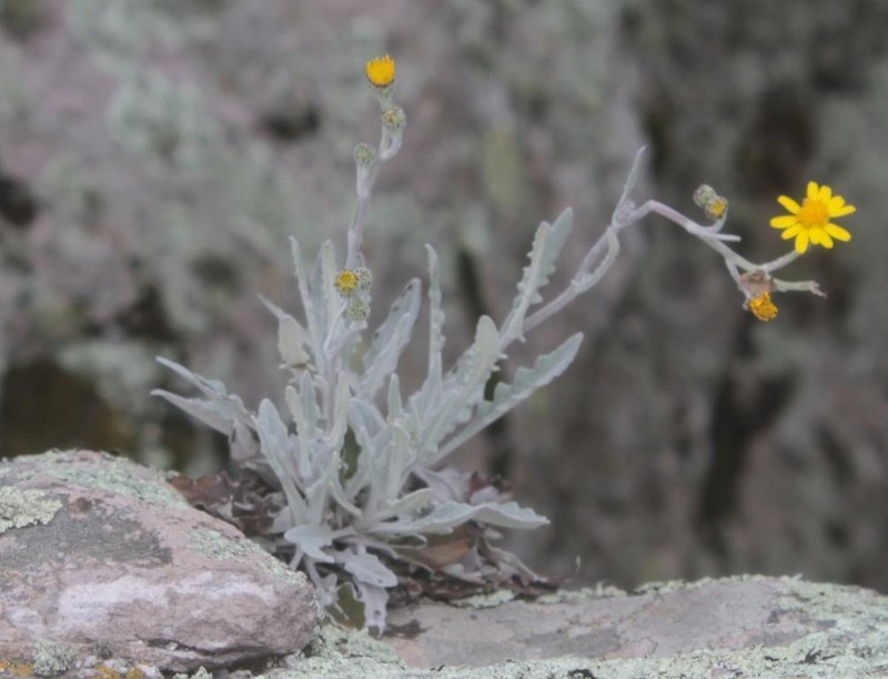 Senecio heterodontus