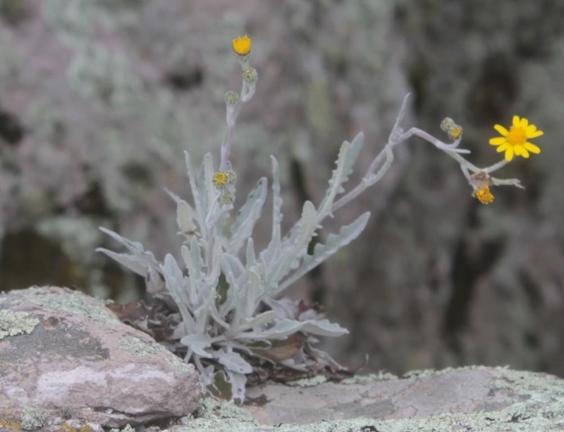 Senecio heterodontus photo 2
