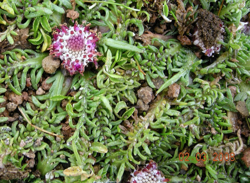 Senecio heterolobus
