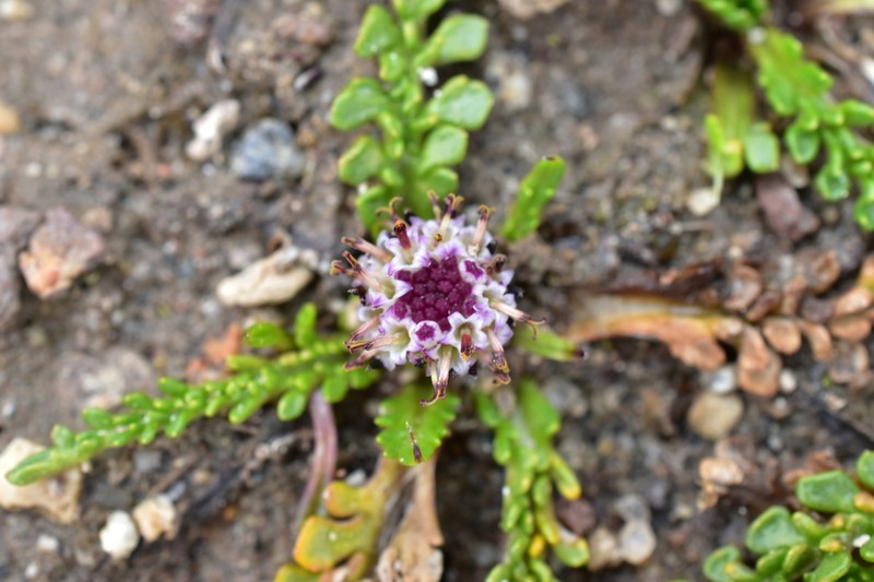 Senecio heterolobus photo 2