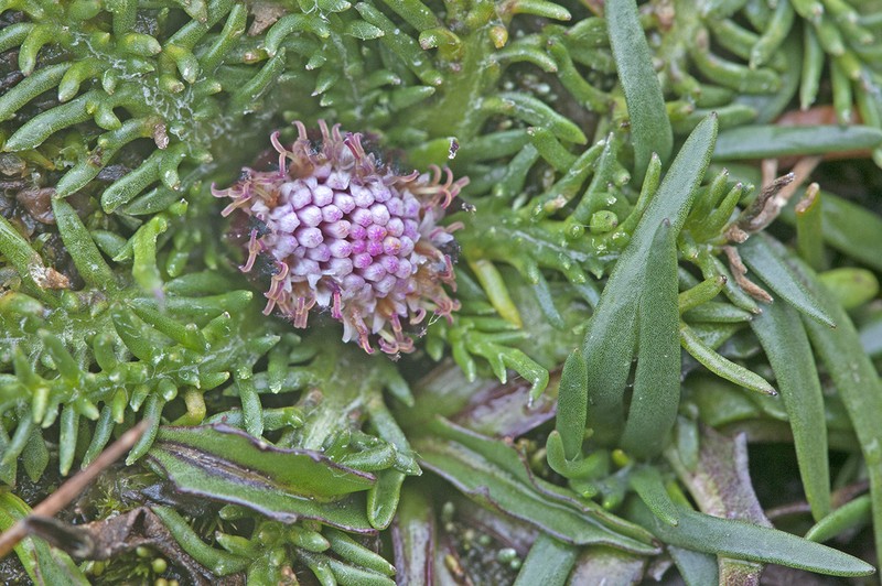 Senecio heterolobus photo 3