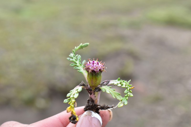 Senecio heterolobus photo 4
