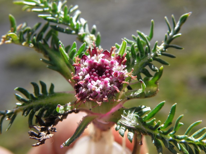 Senecio heterolobus photo 5