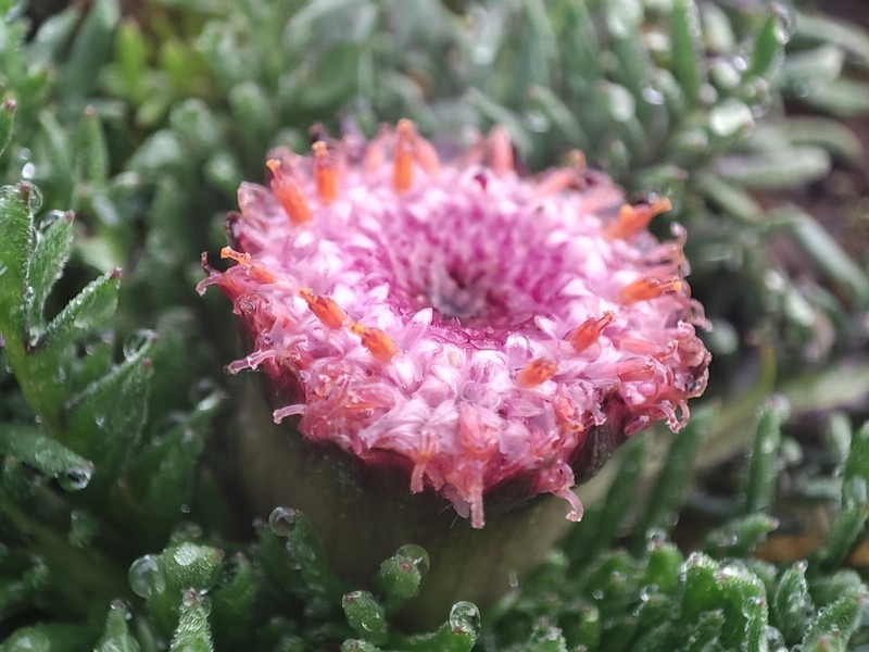 Senecio heterolobus photo 6