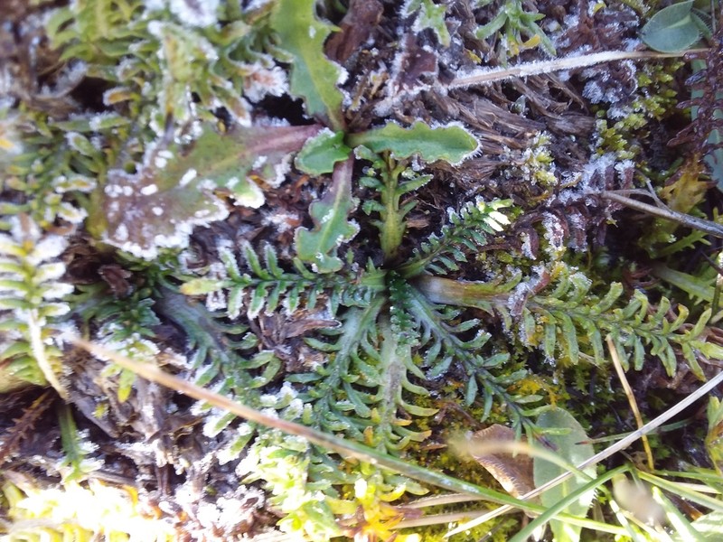 Senecio heterolobus photo 7