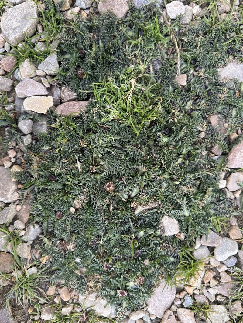 Senecio heterolobus photo 8