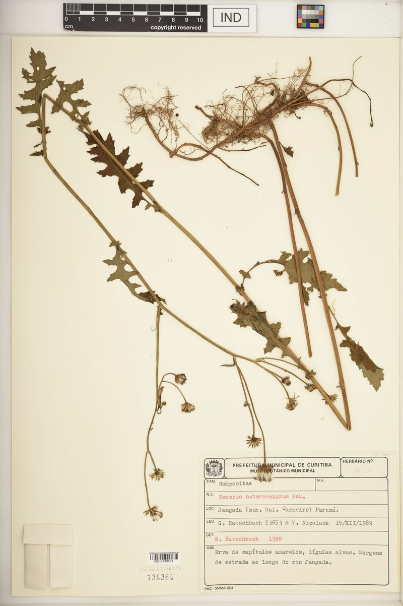Senecio heteroschizus