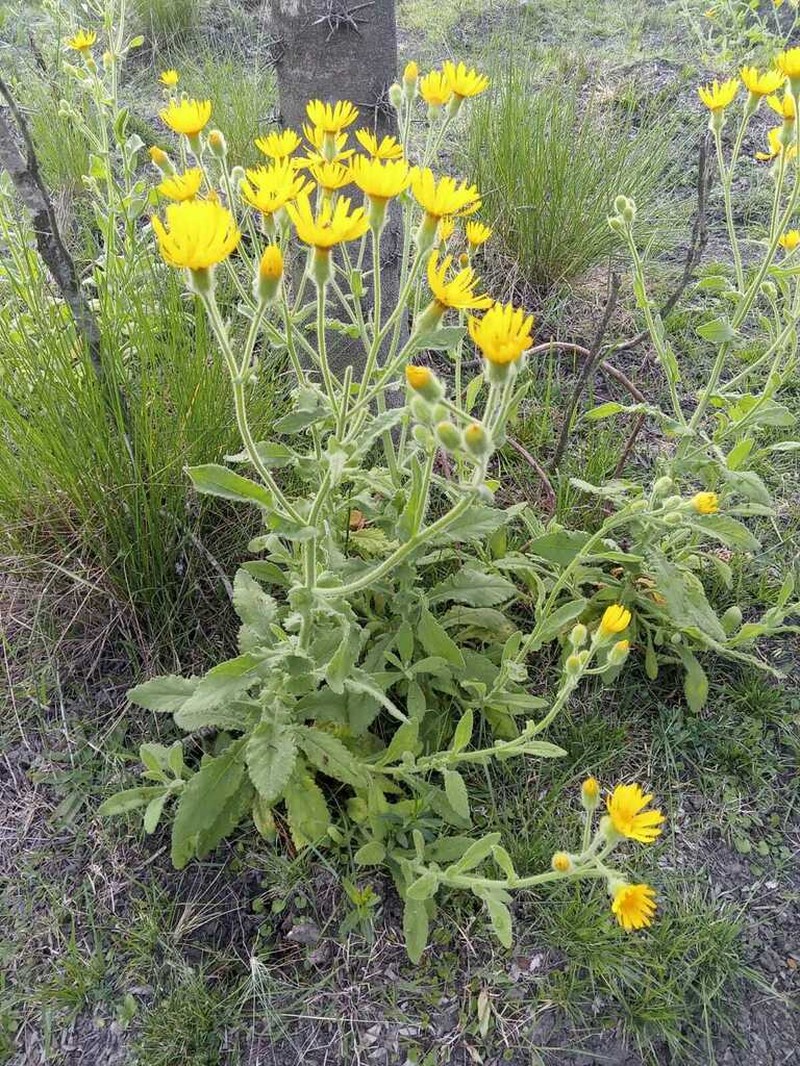 Senecio heterotrichius