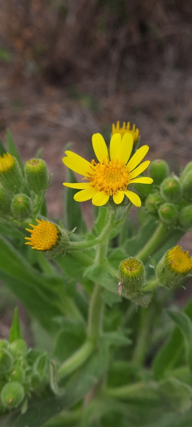 Senecio heterotrichius photo 2
