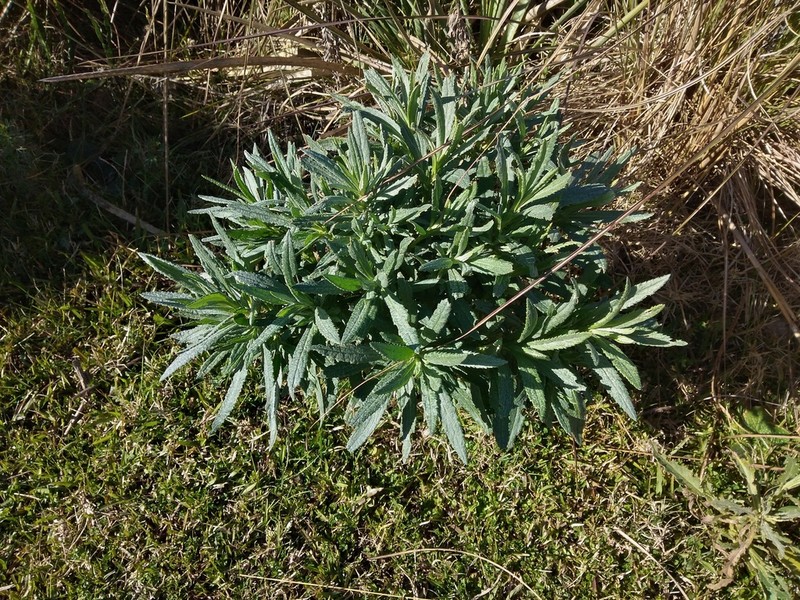 Senecio heterotrichius photo 3