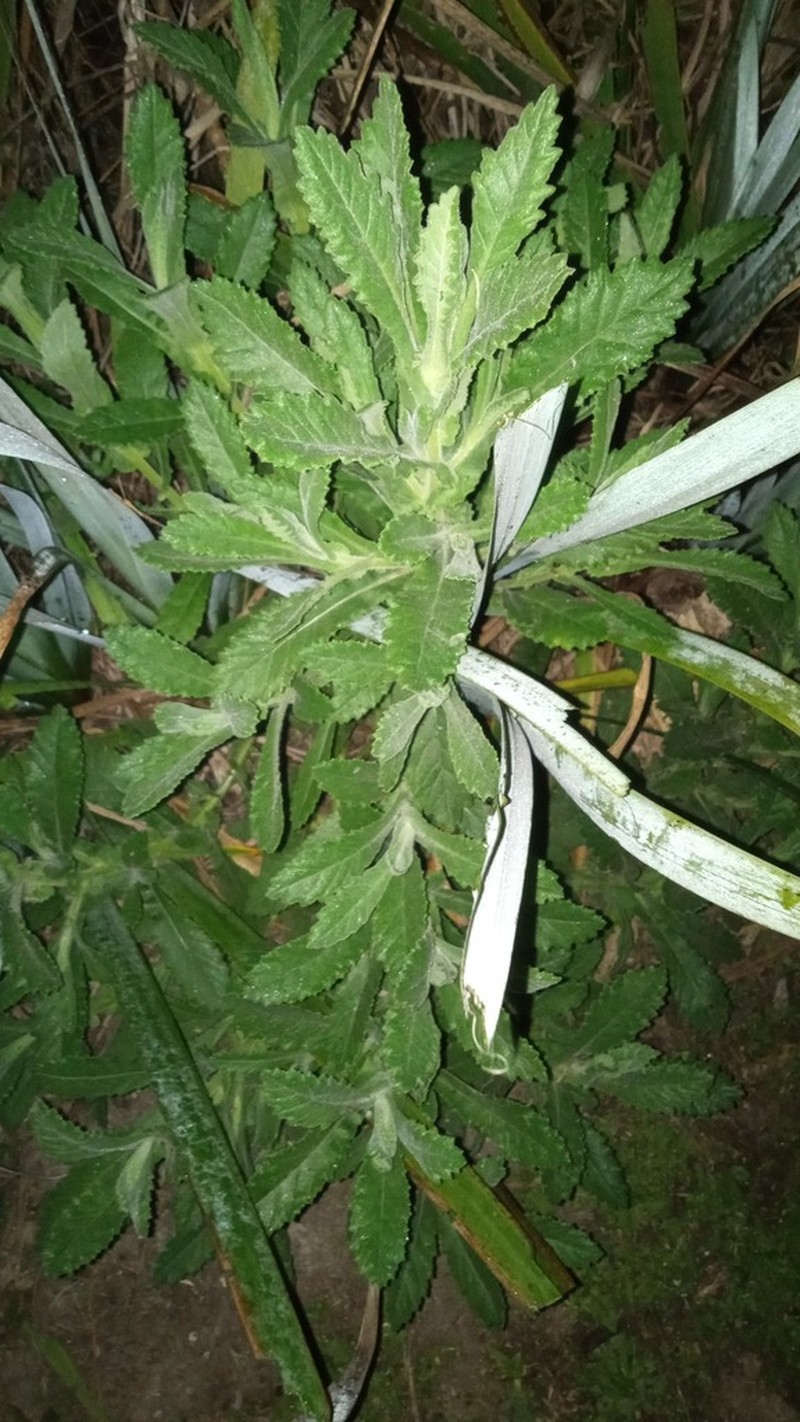 Senecio heterotrichius photo 4