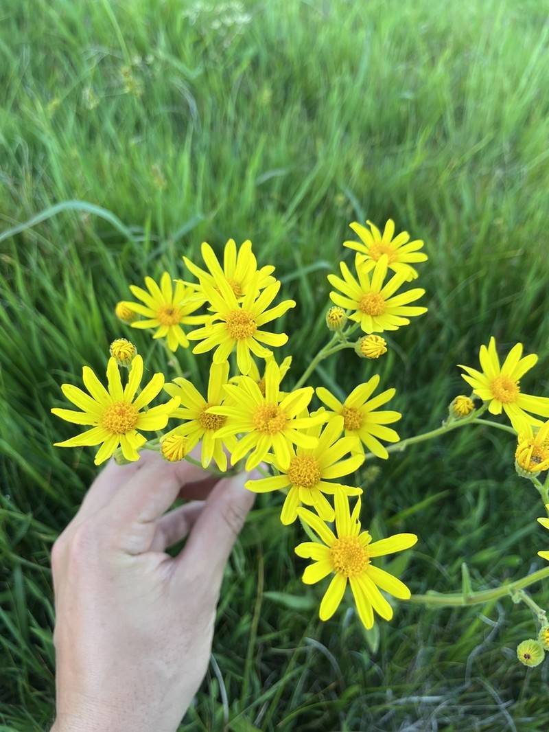 Senecio heterotrichius photo 5