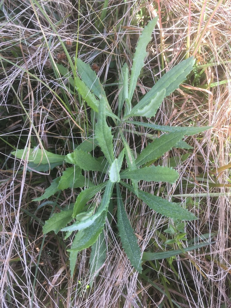 Senecio heterotrichius photo 6