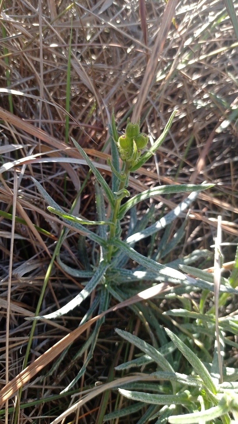 Senecio heterotrichius photo 7