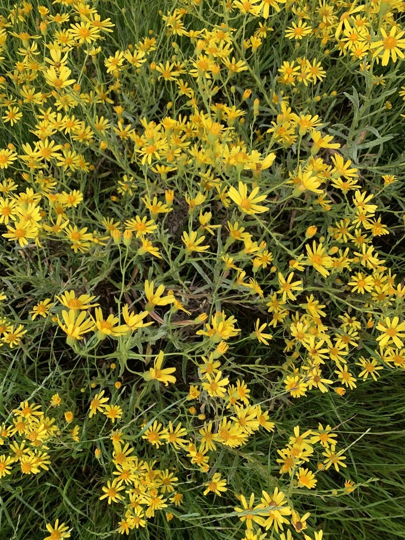 Senecio heterotrichius photo 8