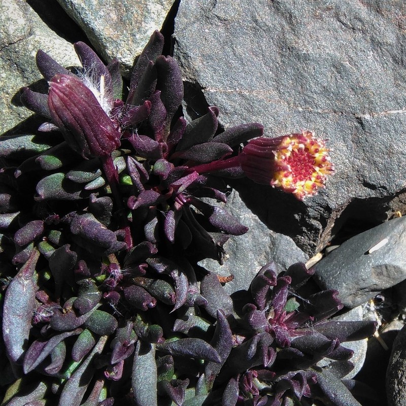 Senecio hickenii
