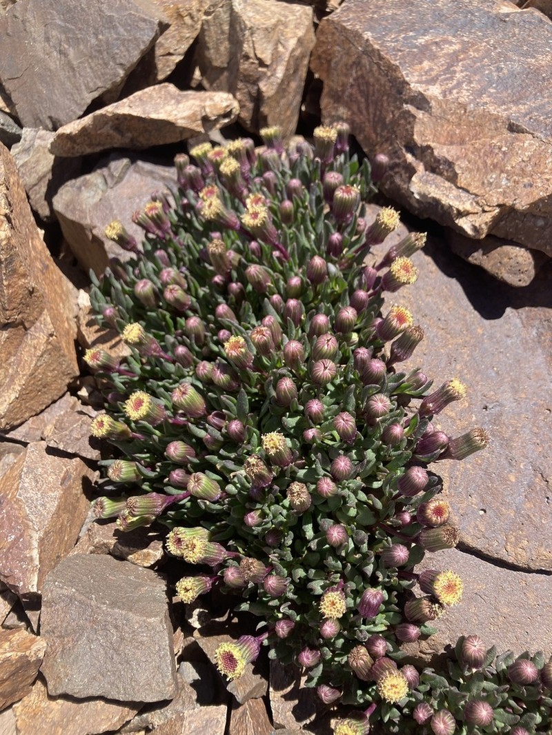 Senecio hickenii photo 2