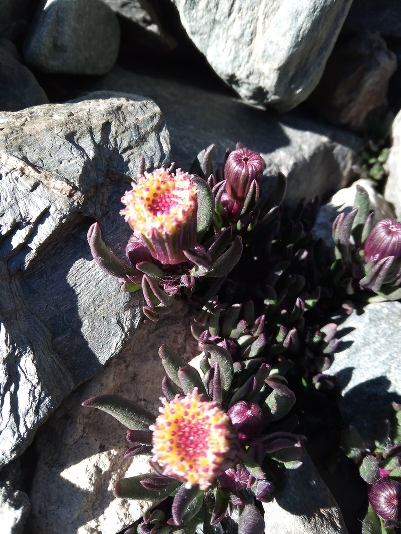 Senecio hickenii photo 4