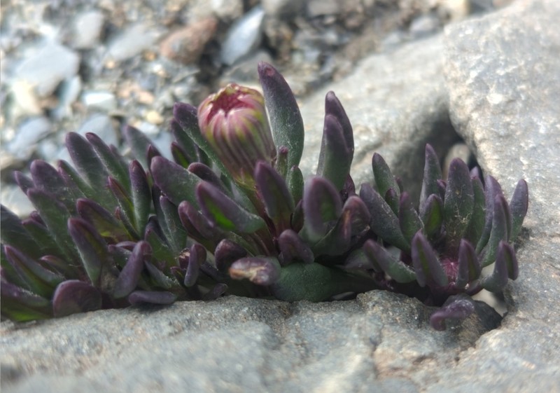 Senecio hickenii photo 5