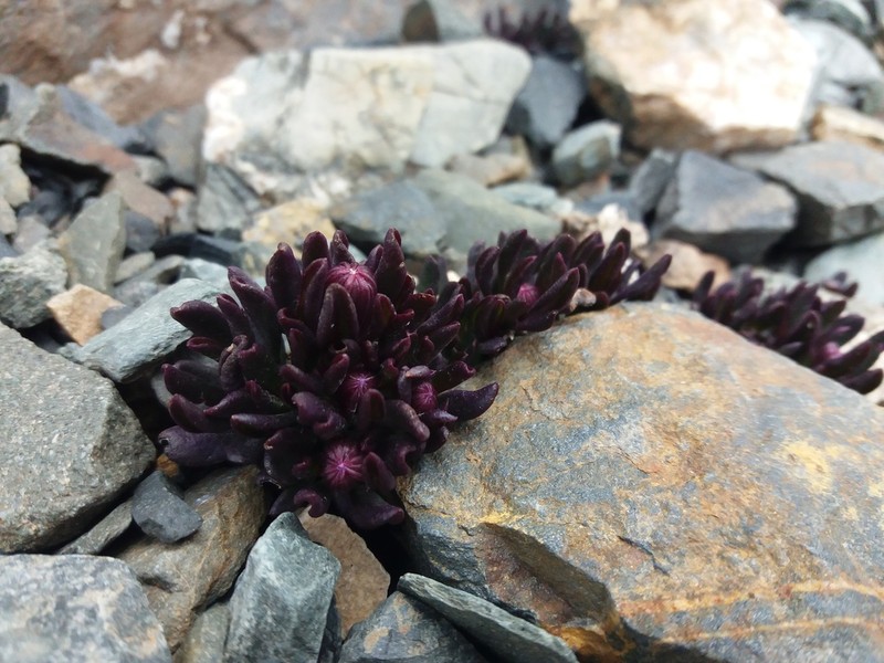 Senecio hickenii photo 6