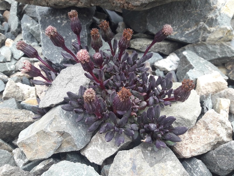 Senecio hickenii photo 8