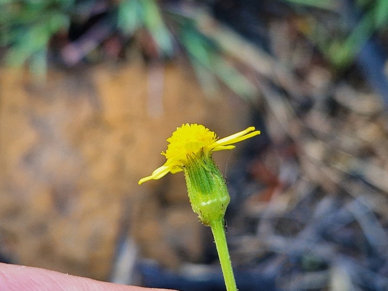 Senecio hieracioides