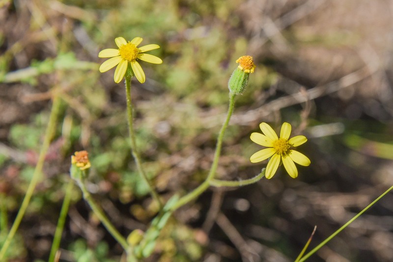 Senecio hieracioides photo 2