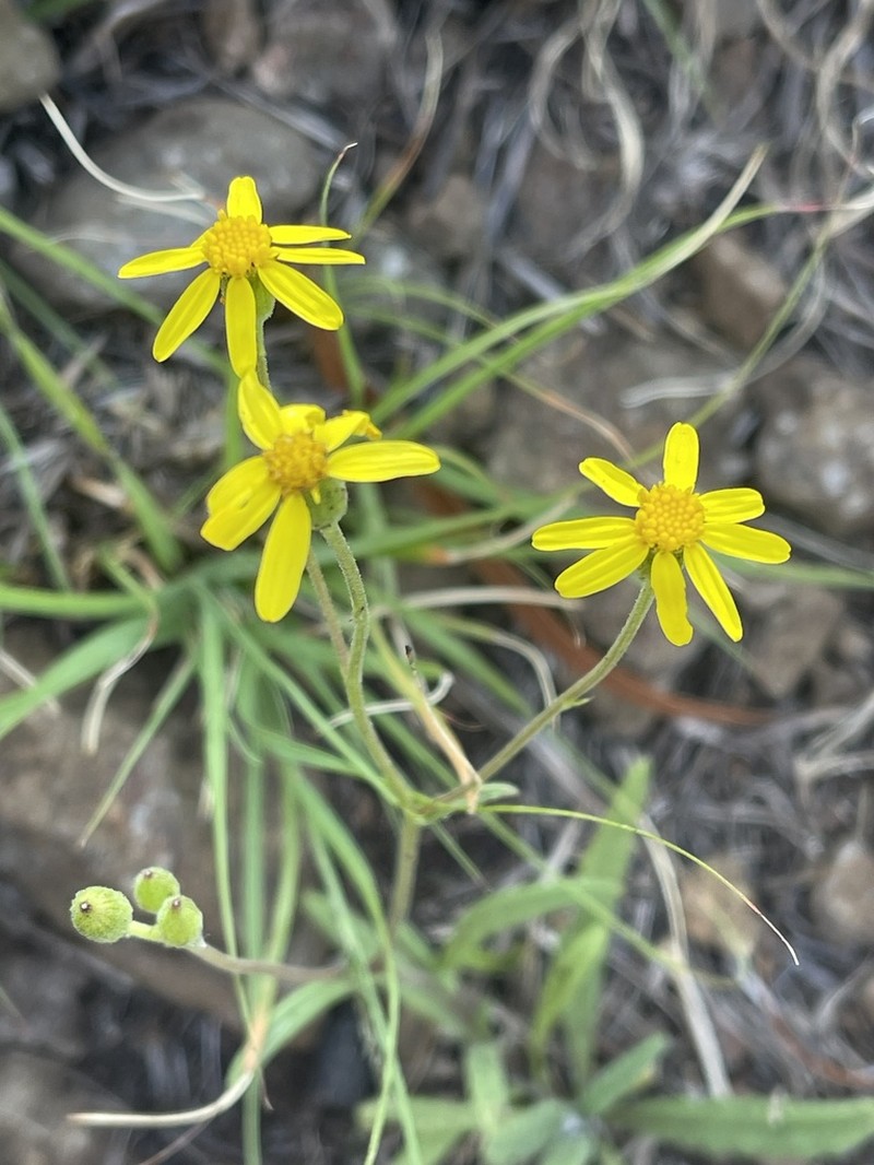 Senecio hieracioides photo 3