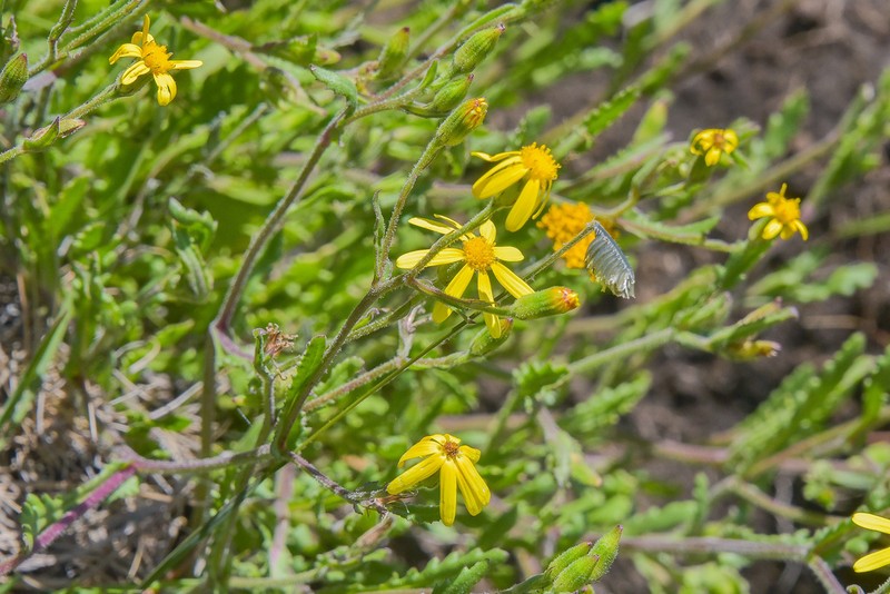 Senecio hieracioides photo 4