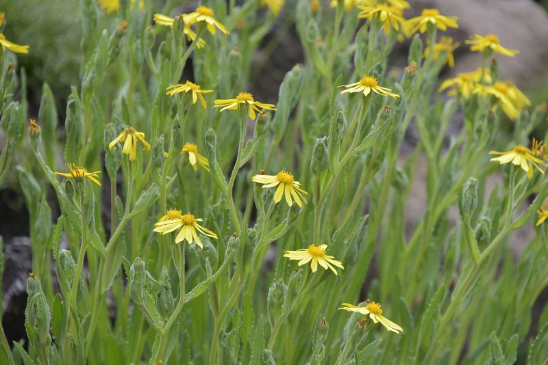 Senecio hieracioides photo 5