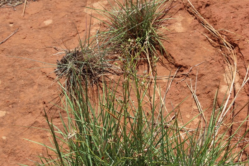 Senecio hieracioides photo 6