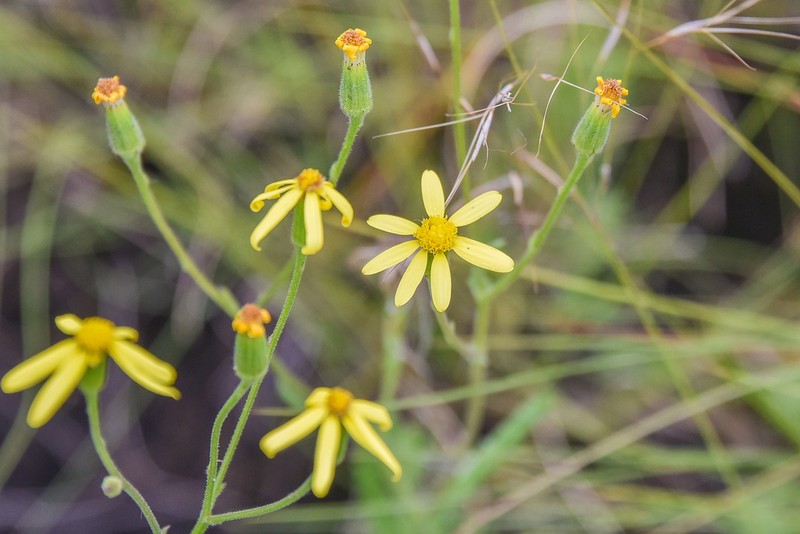 Senecio hieracioides photo 7