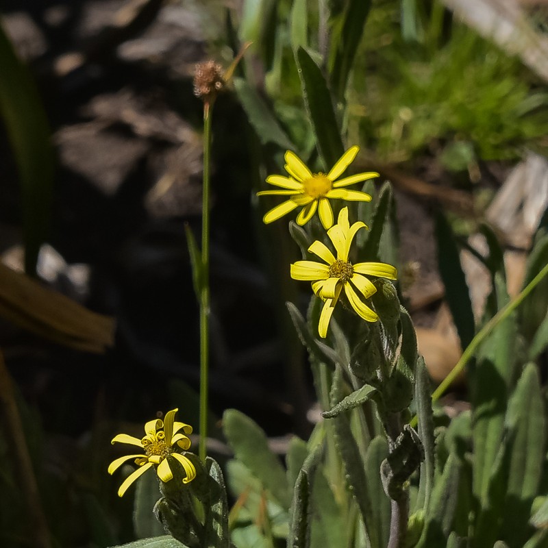 Senecio hieracioides photo 8