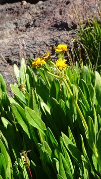 Senecio hieracium
