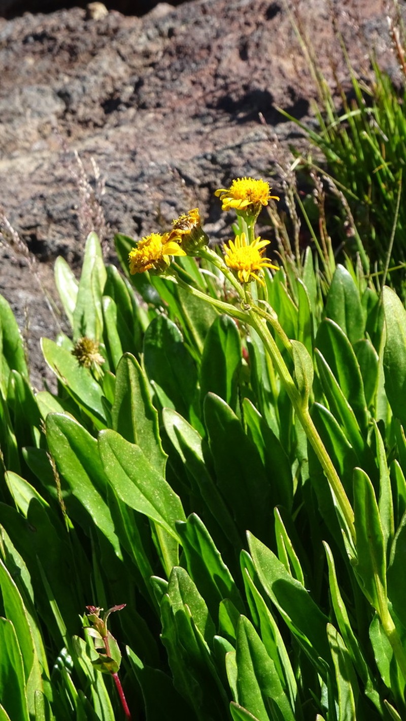 Senecio hieracium