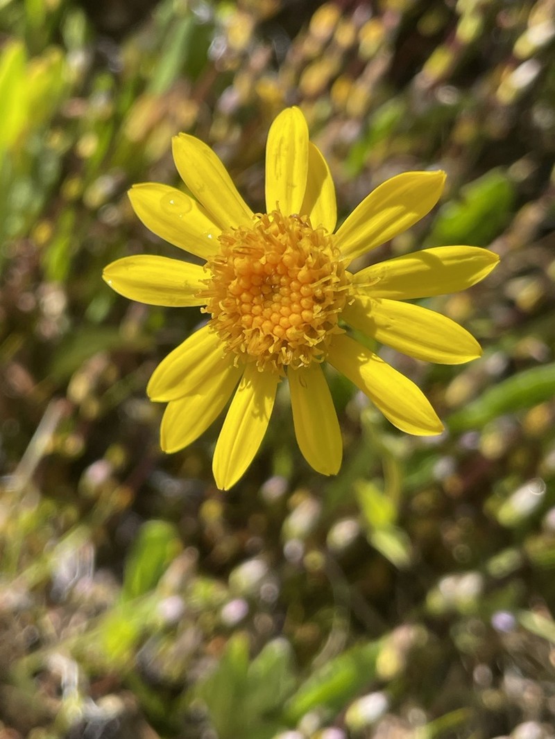 Senecio hieracium photo 2