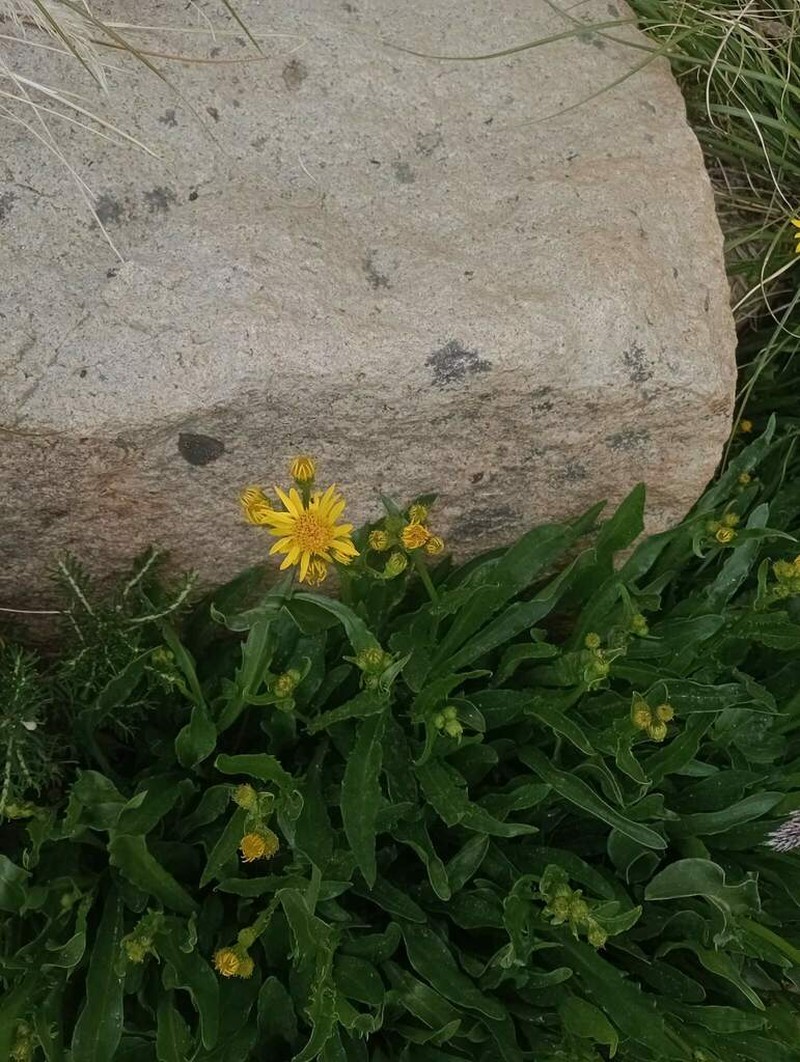 Senecio hieracium photo 3