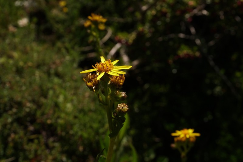 Senecio hieracium photo 4