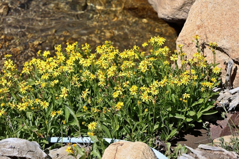Senecio hieracium photo 5